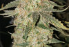 PKauto.2_day94_bud.jpg