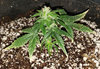 GLautoS1.3.clone_day70.jpg