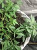 strawberry nuggets & 3 Bears OGxMango Smile roundabout week 6