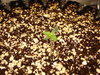 Grow 03 Day 03.JPG