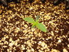 Grow 03 Day 05.JPG