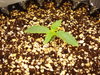 Grow 03 Day 07.JPG