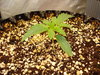 Grow 03 Day 10.JPG