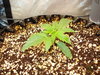 Grow 03 Day 11.JPG