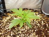 Grow 03 Day 13.JPG