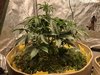 Day 40 & 33 - Canna Cheese & Toof Decay