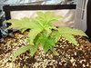 Grow 03 Day 16.JPG