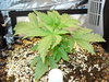 Grow 03 Day 17.JPG