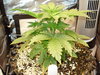 Grow 03 Day 21.JPG