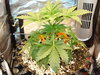 Grow 03 Day 21a.JPG