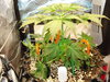 Grow 03 Day 23a.JPG