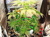 Grow 03 Day 25.JPG