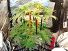 Grow 03 Day 28.JPG