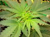 Grow 03 Day 32a.JPG