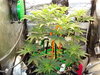 Grow 03 Day 33.JPG