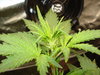 Grow 03 Day 33a.JPG