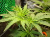 Grow 03 Day 34a.JPG