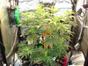 Grow 03 Day 35.JPG