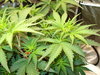 Grow 03 Day 35a.JPG