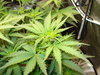 Grow 03 Day 36a.JPG