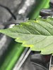 Close Up yellow Leaf.jpg