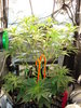 Grow 03 Day 37.JPG