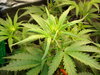 Grow 03 Day 37a.JPG