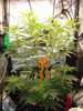 Grow 03 Day 38.JPG