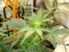 Grow 03 Day 38a.JPG