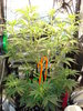 Grow 03 Day 39.JPG