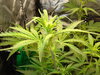 Grow 03 Day 39a.JPG