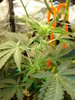 Grow 03 Day 40a.JPG