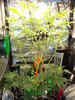 Grow 03 Day 41b.JPG