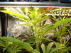 Grow 03 Day 42a.JPG