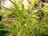 Grow 03 Day 42b.JPG