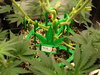 Grow 03 Day 42c.JPG