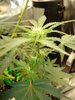 Grow 03 Day 43b.JPG