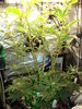 Grow 03 Day 44.JPG