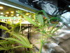 Grow 03 Day 44a.JPG