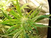 Grow 03 Day 44b.JPG