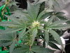 Grow 03 Day 44c.JPG