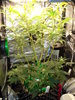 Grow 03 Day 45.JPG