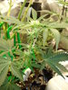 Grow 03 Day 45a.JPG