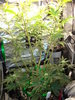 Grow 03 Day 46.JPG