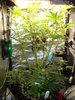 Grow 03 Day 47.JPG