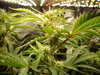 Grow 03 Day 47a.JPG