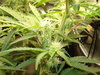 Grow 03 Day 48a.JPG