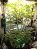 Grow 03 Day 49.JPG