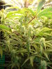 Grow 03 Day 51a.JPG