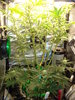 Grow 03 Day 52.JPG